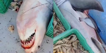 🚨 CAPTURA CAMARONERO ACCIDENTALMENTE UN TIBURÓN BLANCO EN BAHÍA DE KINO