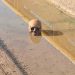 ARROJAN CRÁNEO HUMANO EN PUENTE VEHÍCULAR