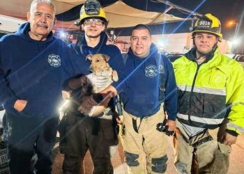 Bomberos rescatan perrito atrapado en motor de auto