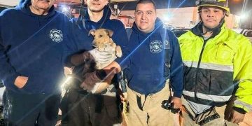 Bomberos rescatan perrito atrapado en motor de auto