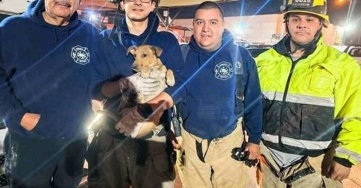Bomberos rescatan perrito atrapado en motor de auto