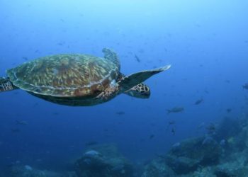 Tres personas murieron y al menos 32 fueron hospitalizadas por comer una tortuga marina guisada