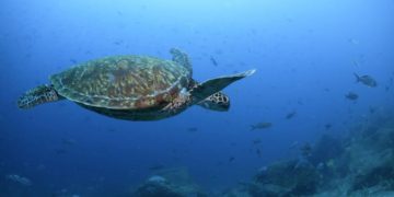Tres personas murieron y al menos 32 fueron hospitalizadas por comer una tortuga marina guisada