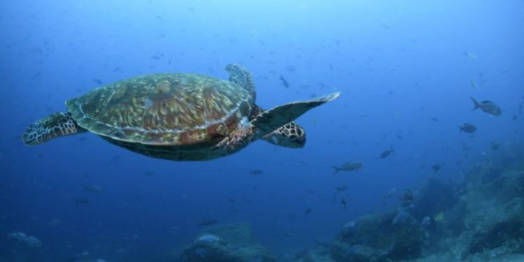 Tres personas murieron y al menos 32 fueron hospitalizadas por comer una tortuga marina guisada