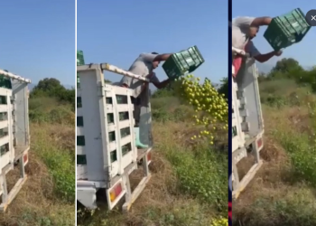 Productores tiran limones en Michoacán ante bajos precios y extorsiones