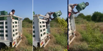 Productores tiran limones en Michoacán ante bajos precios y extorsiones