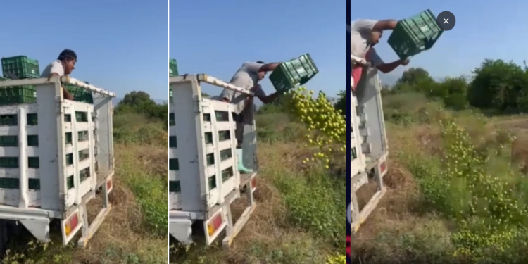 Productores tiran limones en Michoacán ante bajos precios y extorsiones