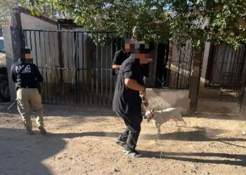 Realiza AMIC operativos para rescate de cuatro caninos víctimas de maltrato animal en Caborca