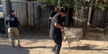 Realiza AMIC operativos para rescate de cuatro caninos víctimas de maltrato animal en Caborca